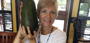 Гигантско авокадо на път да постави световен рекорд (СНИМКА)