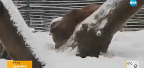 След 20 години в клетка: Мечка се радва на снега (ВИДЕО)