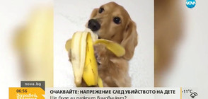 ОТ МРЕЖАТА: Куче яде банан, котка става футболист и още… (ВИДЕО)