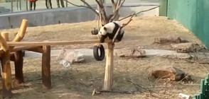 Пандата Пупу - младата надежда на китайската гимнастика (ВИДЕО)