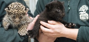 В унгарски зоопарк показаха едномесечни близнаци-ягуарчета (СНИМКИ)