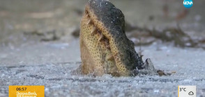 Замръзват ли алигаторите през зимата? (ВИДЕО)