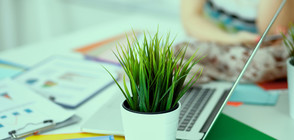 Растенията в офисите намаляват стреса