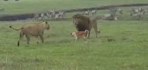 СМЕЛОСТ: Как куче напада лъв и лъвица (ВИДЕО)
