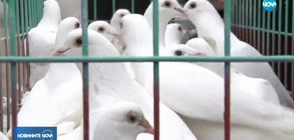 28 бели гълъба полетяха в небето над Бургас (ВИДЕО)