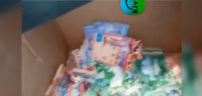 Мишки изядоха парите от банкомат в Астана (ВИДЕО)