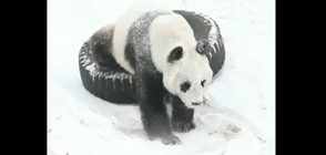 КИТАЙСКА ДИПЛОМАЦИЯ: Двойка гигантски панди пристигнаха във Финландия (СНИМКИ)