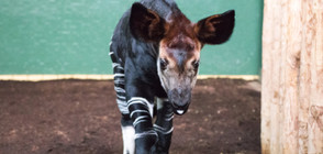 Зоопаркът в Лондон кръсти бебе окапи на Меган Маркъл (ВИДЕО+СНИМКИ)