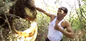 Индиец "приюти" цял рояк пчели под потника си (ВИДЕО)