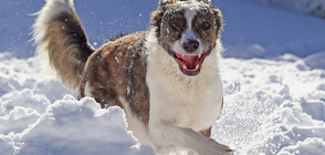 РАДОСТ НА 4 ЛАПИ: Как кучета лудуват в снега (ГАЛЕРИЯ)