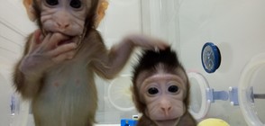 ПРОБИВ В НАУКАТА: За пръв път клонираха маймуни (ВИДЕО+СНИМКИ)