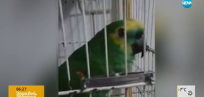 Папагал пее популярна песен (ВИДЕО)