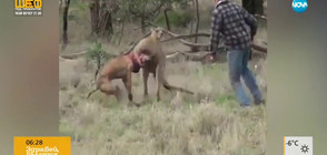 Неравен бой между кенгуру и куче (ВИДЕО)