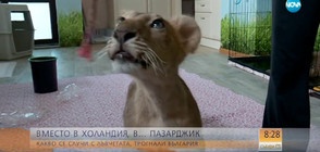 Какво се случи с лъвчетата, трогнали цяла България? (ВИДЕО+СНИМКИ)