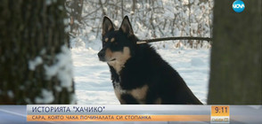 БЪЛГАРСКИЯТ "ХАЧИКО": Кучето, което чака починалата си стопанка (ВИДЕО)