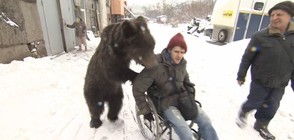 Мечка се грижи за дресьора си в инвалидна количка (ВИДЕО)