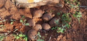 120 гигантски костенурки бебета се появиха на бял свят на островите Галапагос