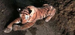 Спецакция на британската полиция срещу плюшен тигър