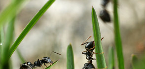 Учени откриха нов вид "експлодиращи" мравки