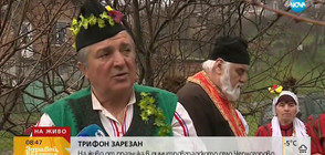 НА ТРИФОН ЗАРЕЗАН: Зарязване на лозята в село Черногорово (ВИДЕО)