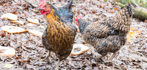 В Белгия санкционират петли и кокошки, които се активизират нощем