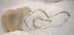 Бели мечки получиха романтична закуска за Свети Валентин (ВИДЕО)