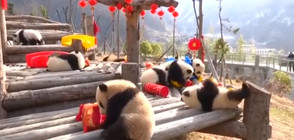 Панди в китайски зоопарк получиха подаръци за Нова година (ВИДЕО)