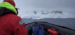 УНИКАЛНИ КАДРИ: Какво засне камера, поставена върху гърба на кит (ВИДЕО)