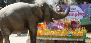 105-килограмова торта за рождения ден на слоницата Тромпита (ВИДЕО+СНИМКИ)