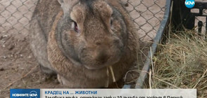 Заловиха мъжа, отмъкнал заек и 10 гълъба от зоокът в Перник