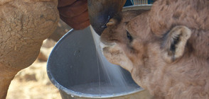 Фирма представи камилско мляко на прах за бебета