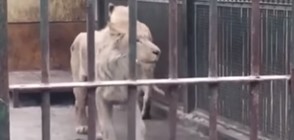 Лъв от китайски зоопарк сам откъсна половината си опашка (ВИДЕО)