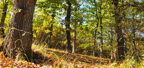 Буковите гори в Балкана вече са част от световното наследство на ЮНЕСКО