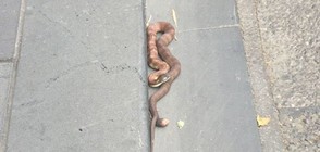 Отровна тигрова змия затвори улица в Мелбърн (ВИДЕО)