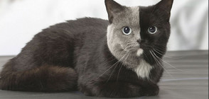 Двулика котка беше заснета във Франция (СНИМКИ)