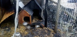 Кучета изгоряха при пожар във Варна, подозират умишлен палеж (СНИМКИ)