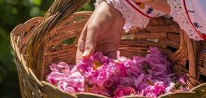 Във Виетнам ще се проведе Фестивал на българската роза