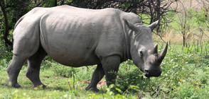 Влошава се здравето на последния северен бял носорог