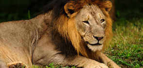 Популацията на азиатските лъвове в Индия се е увеличила