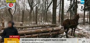 Масова незаконна сеч в Западния парк в София