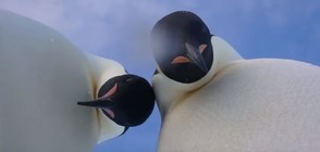 Пингвини си направиха селфи (ВИДЕО)