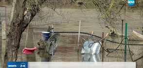 След разлива на р. Русенски Лом: Хората се опитват да отводнят къщите си