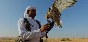 “Без багаж“ разкрива тайните на лова с хищни птици