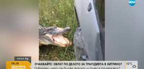 Крокодил нападна кола, откъсна предницата й (ВИДЕО)