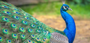 Пауни подгониха крадец