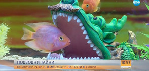 ЕКЗОТИКА: Непоказвани у нас риби на изложба в „Музейко” (ВИДЕО)