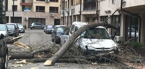 Вятърът събори 2 дървета в София, смачкани са 2 автомобила