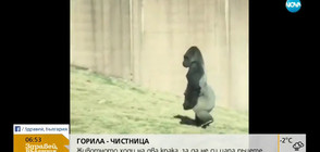 Горила ходи на два крака, за да не си цапа ръцете (ВИДЕО)