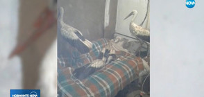 Мъж приюти в дома си премръзнали щъркели (ВИДЕО)