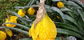 Настъпи астрономическата пролет